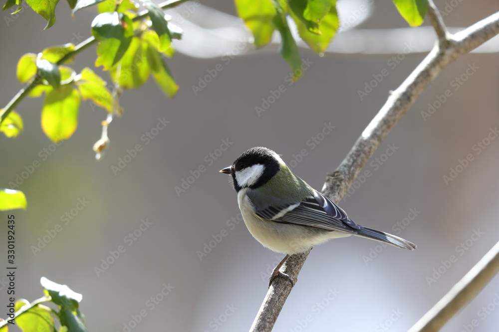 Obraz premium 枝にとまるシジュウカラ