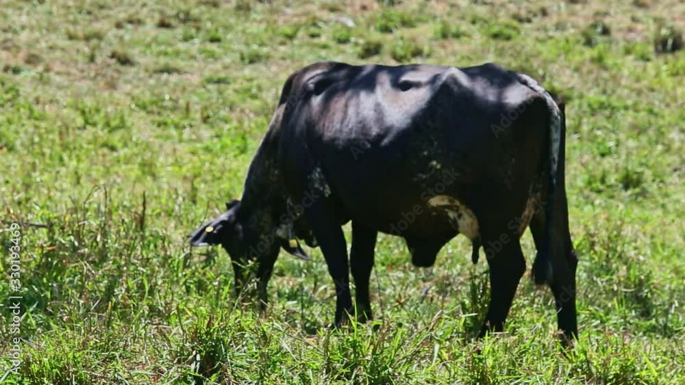 single big black domestic milk cow eating fresh grass at summer green field single big black domestic milk cow eating fresh grass at summer green field