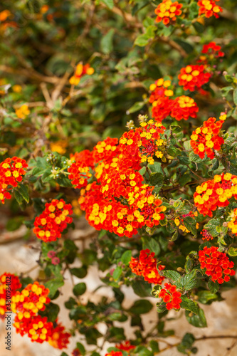 Lantana is a genus of about 150 species of perennial flowering plants in the verbena family, Verbenaceae. © jbphotographylt