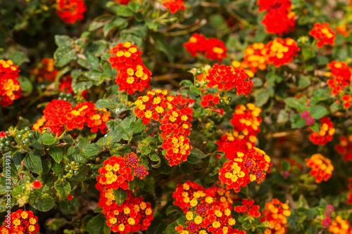 Lantana is a genus of about 150 species of perennial flowering plants in the verbena family, Verbenaceae. © jbphotographylt