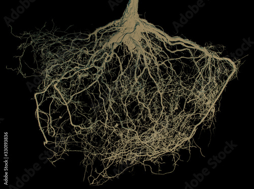 Obraz na plátně tree roots isolated on black background