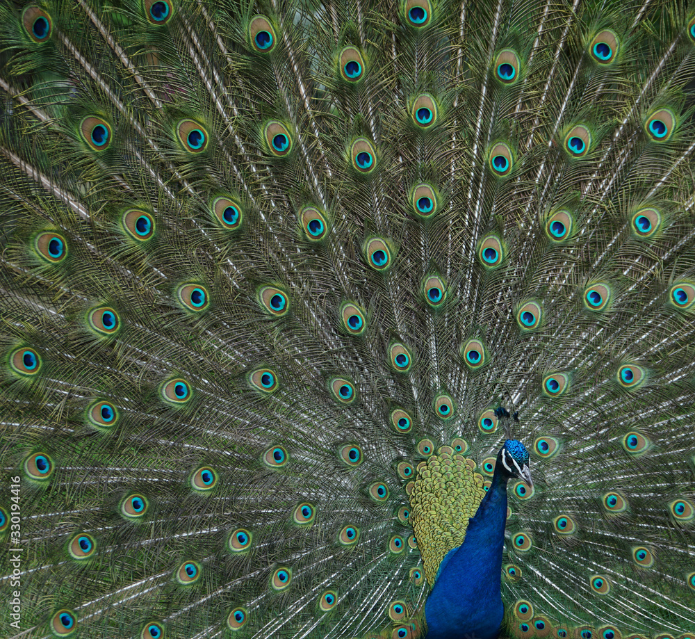 Obraz premium Pfauentag