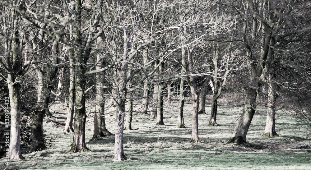 Fototapeta Bare trees in february