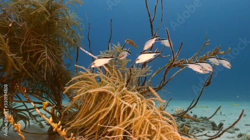 School of Cottonwick in turquoise water of coral reef  in Caribbean Sea / Curacao photo