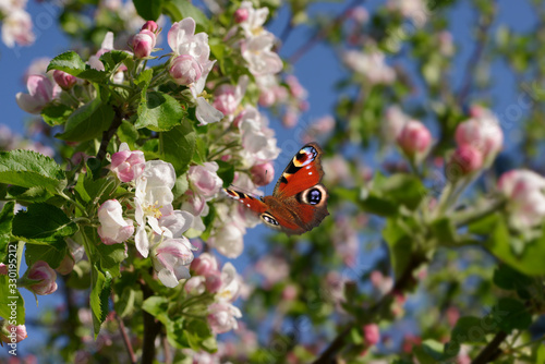 Schmetterling 663 © K.-U. Häßler