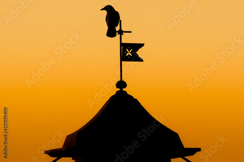 corvo 01 -  corvo sul campanile in controluce e al tramonto.  photo