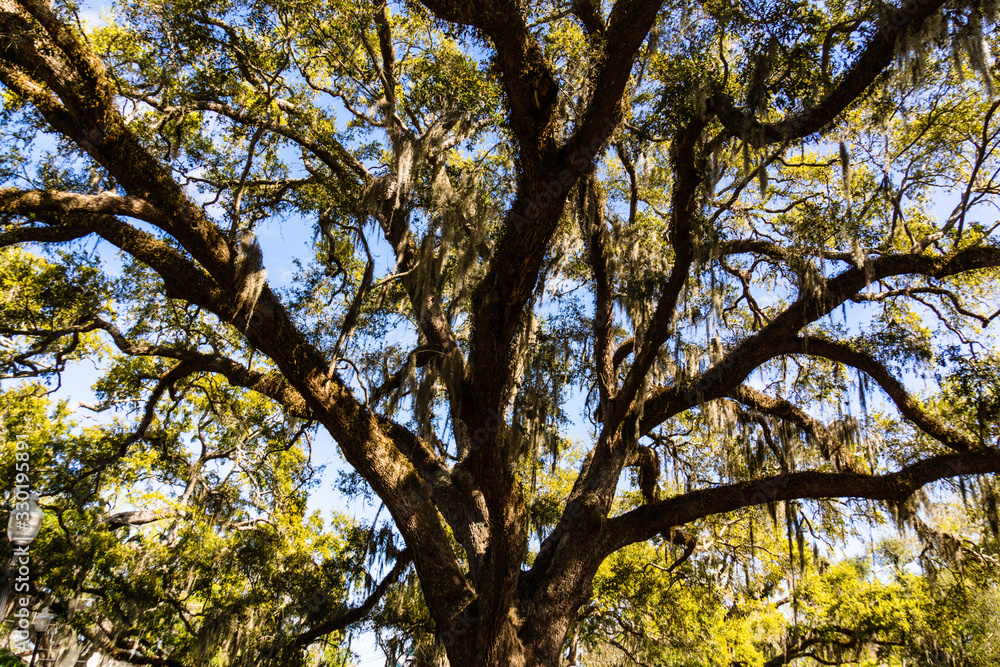 huge historic old oak tree with Spanish moss hanging on it huge historic old oak tree with Spanish moss hanging on it