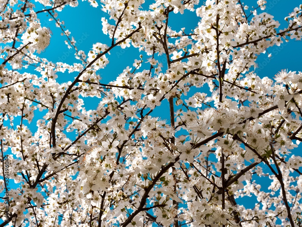Blossoming cherry tree branches on a background of blue, cloudless sky. Cherry flowers in spring.
