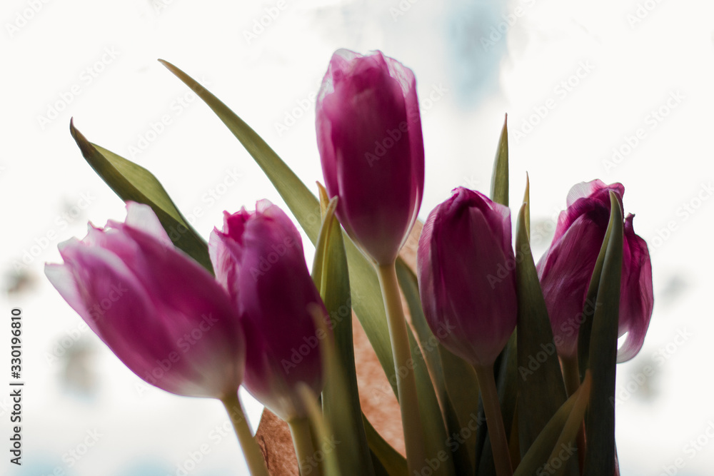 Bouquet of tulips. Holiday gift Bouquet of tulips. Holiday gift