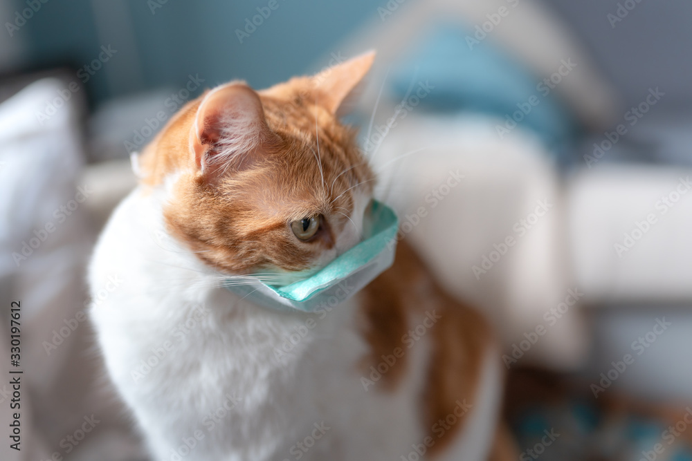 vista lateral. Primer plano de gato blanco y marrón con una máscara cubriendo su boca y hocico. ¿Las mascotas contraen o transmiten el virus corona?