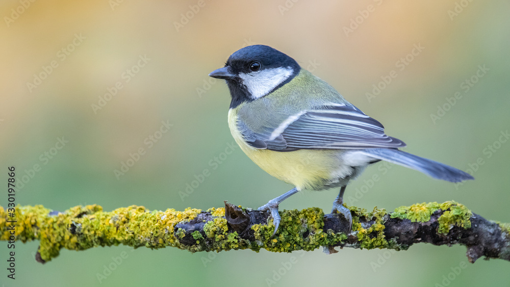 Obraz premium curious great tit