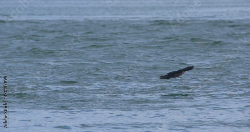 Wallpaper Mural Cormorant sea bird launches into flying from water wings beating 4K Torontodigital.ca
