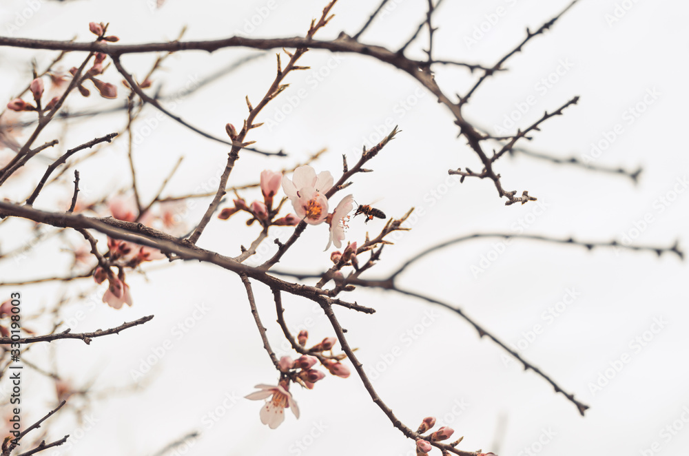 Honey bee pollinating flowers in overcast spring day Honey bee pollinating flowers in overcast spring day