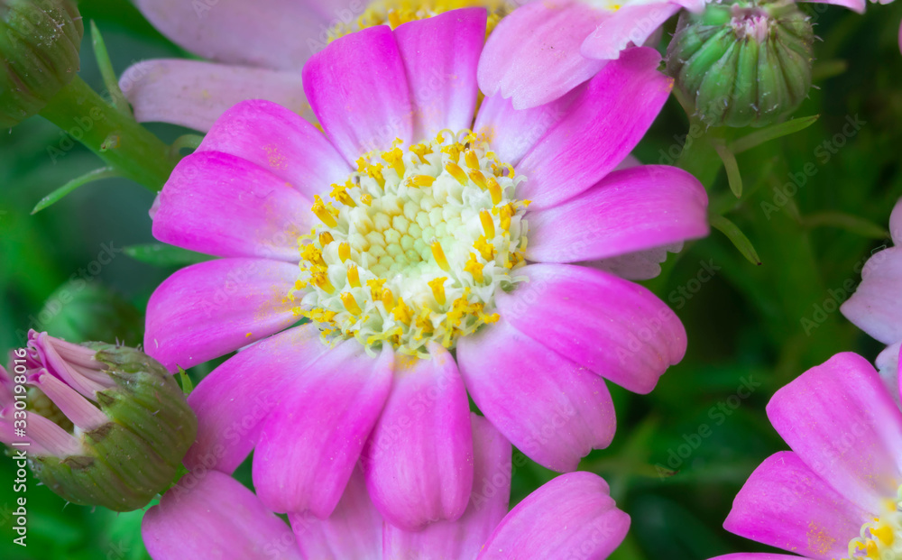 pink flower pink flower