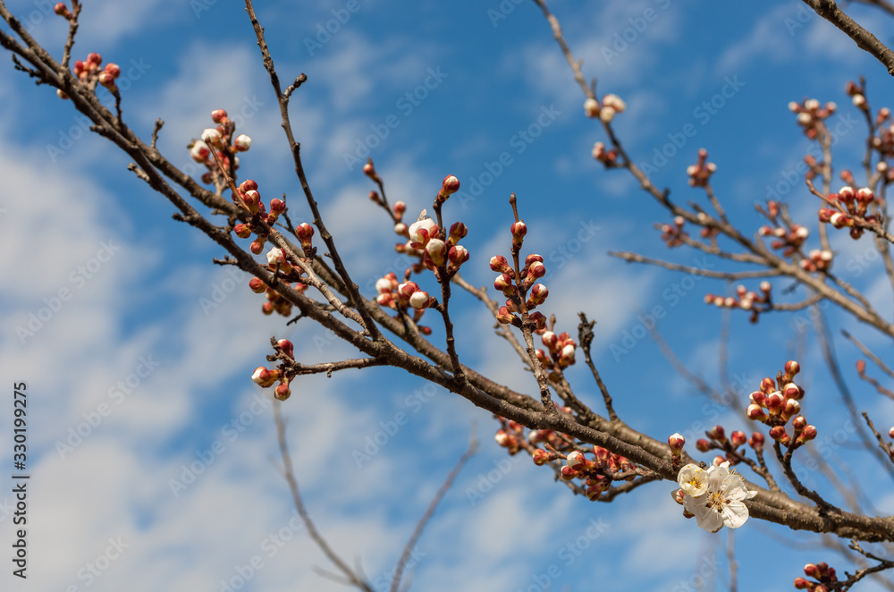 Fruit tree branch close up in blossom Fruit tree branch close up in blossom