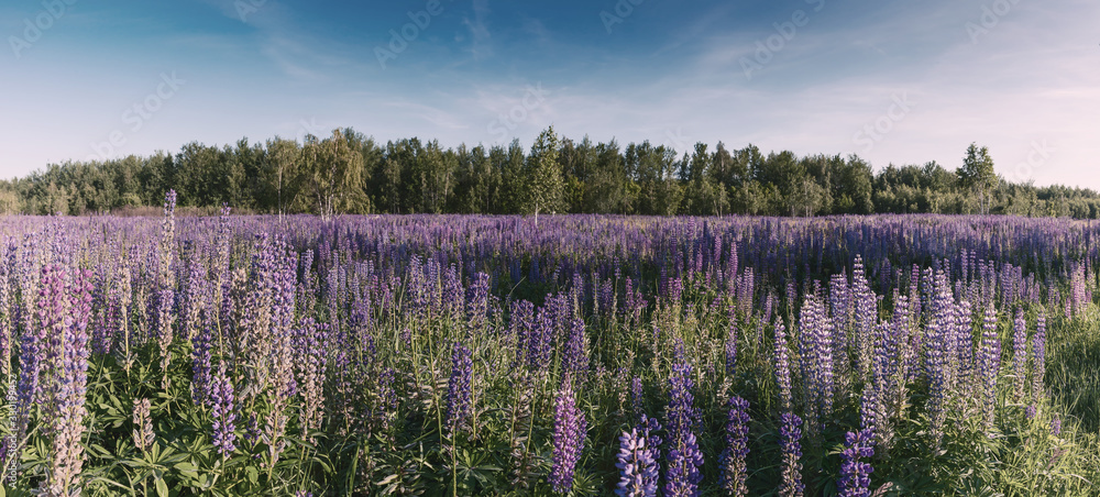 Landscape with meadow of lupine flowers