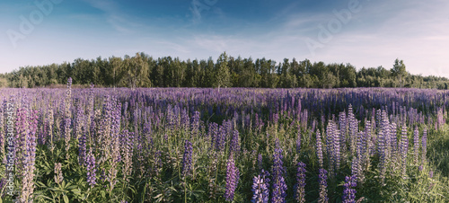 Landscape with meadow of lupine flowers photo