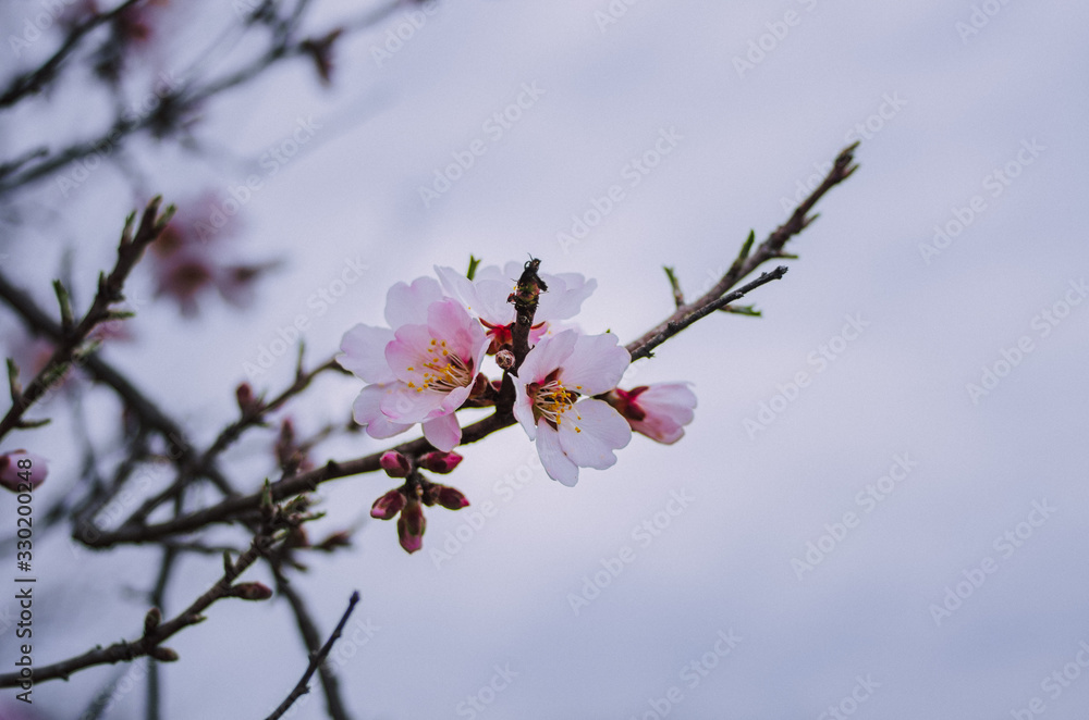 Fruit tree branch close up in blossom Fruit tree branch close up in blossom