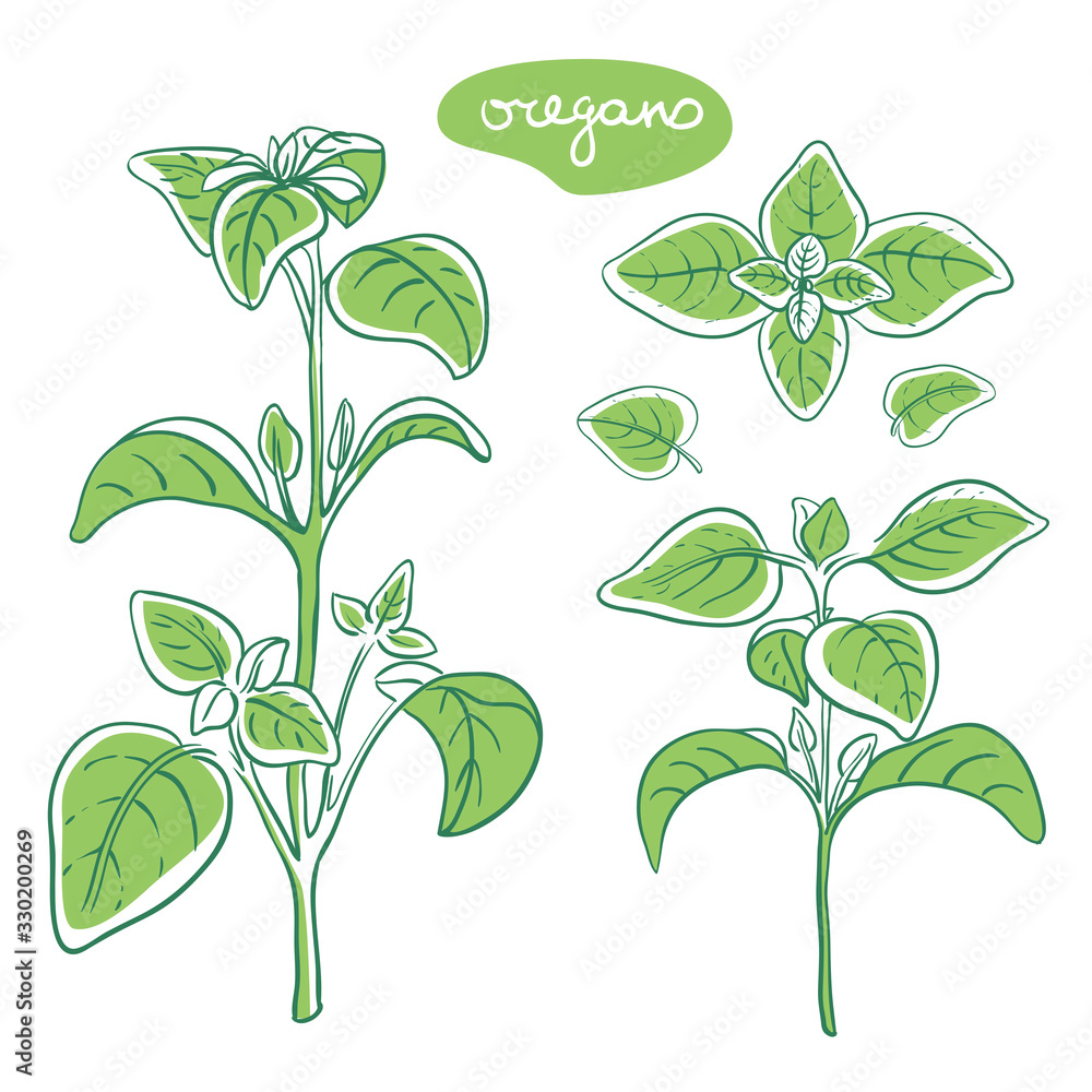 Oregano sprig and leaves/ Hand drawn culinary herbs and spices/ Oregano