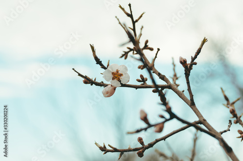 Fruit tree branch close up in blossom