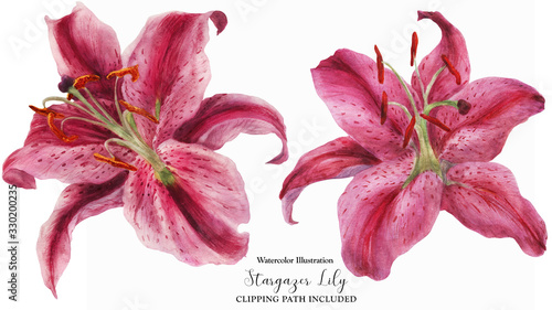 Obraz na plátně Asian Lily Stargazer, watercolor isolated flowers with clipping path