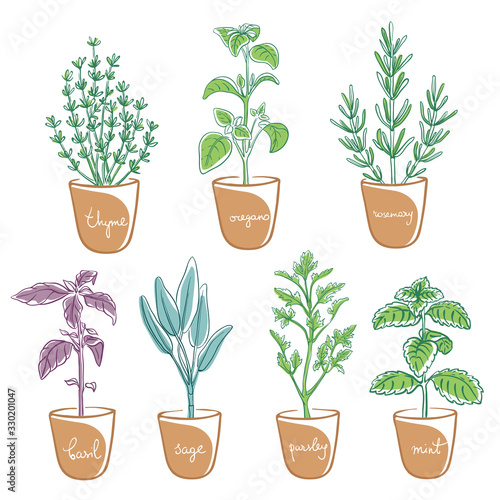 Herbs and spices set/ Housegrown herbs/ Culinary herbs in pots with labels/ Thyme, oregano, rosemary, basil, sage, parsley, mint sketches/ Hand drawn herbs and spices isolated/ Vector illustration 
