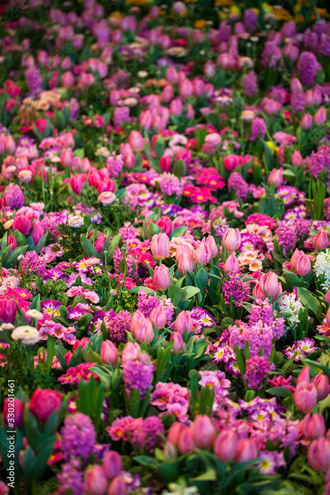 Colorful Tulips, Hyacinthus, Narcissus, Primula,Ranunculus Flowerbeds in International 