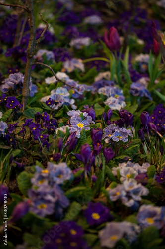 Beautiful background of blooming crocus,bluebells and primula flower bed