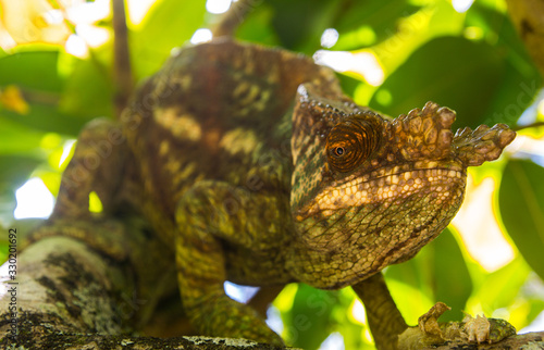 close up of colourful male parson's chamaleon looking at camera in natural habitat during daylight in andasibe-mantandia national parc madagascar photo