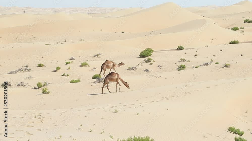 Two middle eastern camels in the desert in UAE Two middle eastern camels in the desert in UAE