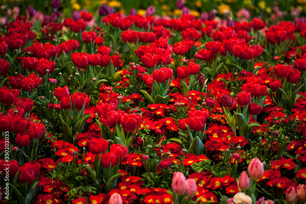 Red tulips and red primula flower bed