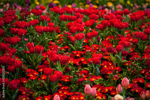 Red tulips and red primula flower bed © jbphotographylt