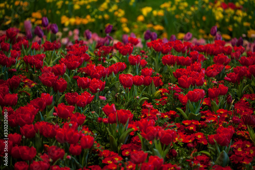 Red tulips and red primula flower bed © jbphotographylt