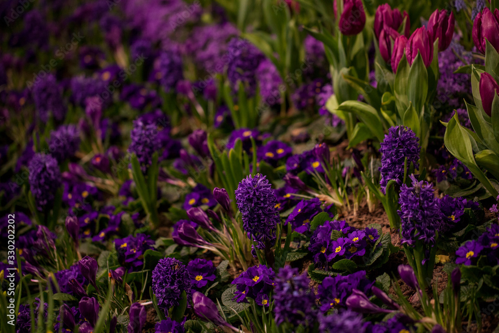 Fototapeta premium Beautiful background of blooming crocus,bluebells and primula flower bed