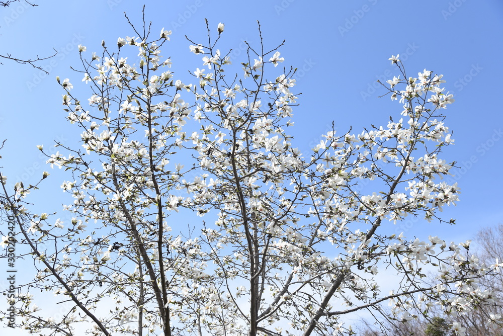 Magnolia kobus blossoms / magnolia kobus blooms white flowers in early spring. The buds are used for crude drugs, and the fruits are used for fruit wine. Magnolia kobus blossoms / magnolia kobus blooms white flowers in early spring. The buds are used for crude drugs, and the fruits are used for fruit wine.