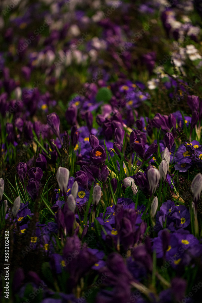 Naklejka premium Beautiful background of blooming crocus,bluebells and primula flower bed