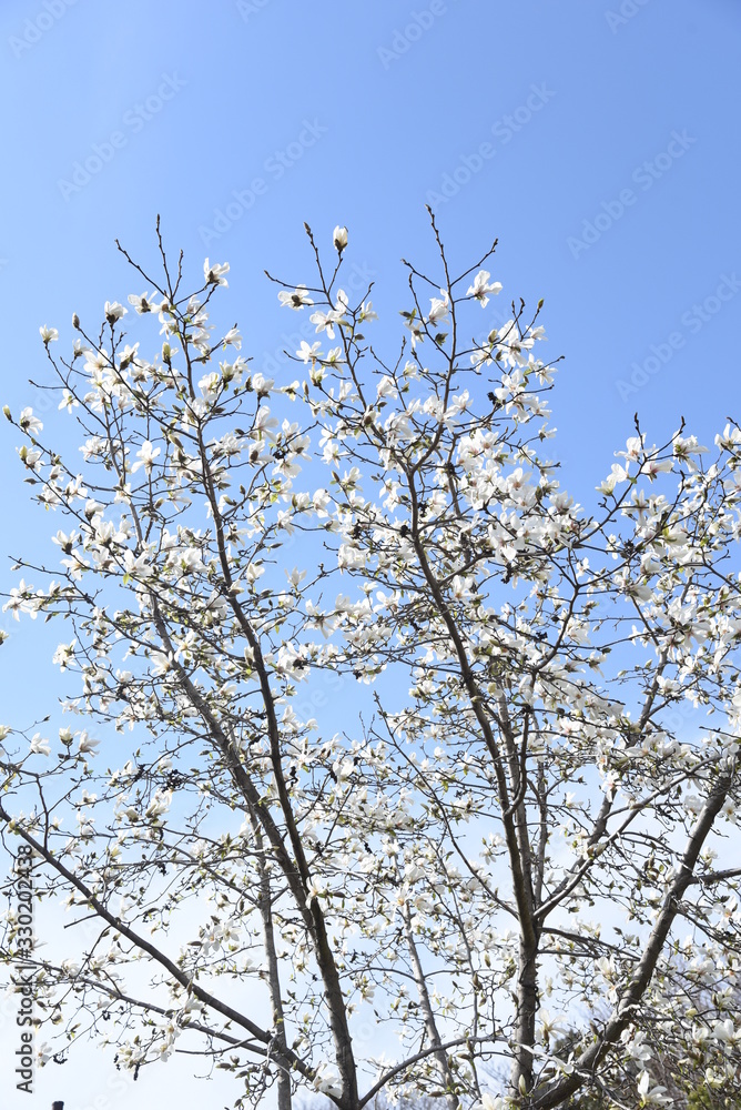 Magnolia kobus blossoms / magnolia kobus blooms white flowers in early spring. The buds are used for crude drugs, and the fruits are used for fruit wine.