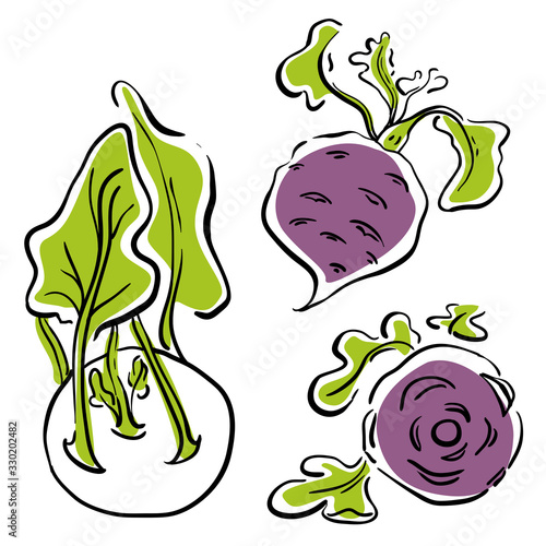Kohlrabi or German turnip. Colorful sketch of vegetables isolated on white background. Doodle hand drawn vegetables. Vector illustration