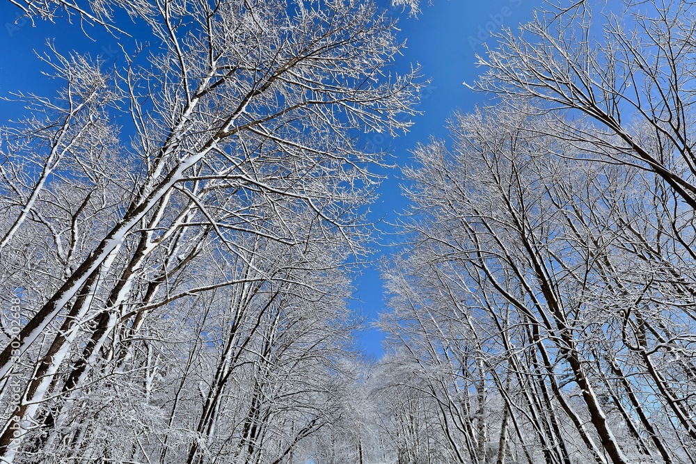 Beautiful winter landscape with snow.