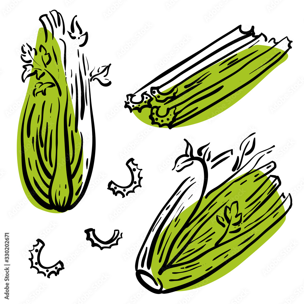 Celery. Stalks, sticks, leaves and slices of celery. Colorful sketch of