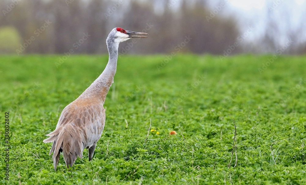 Obraz premium The Sandhill cranes on meadow in wildlife and conservation area, where its baby peeks out of the grass.