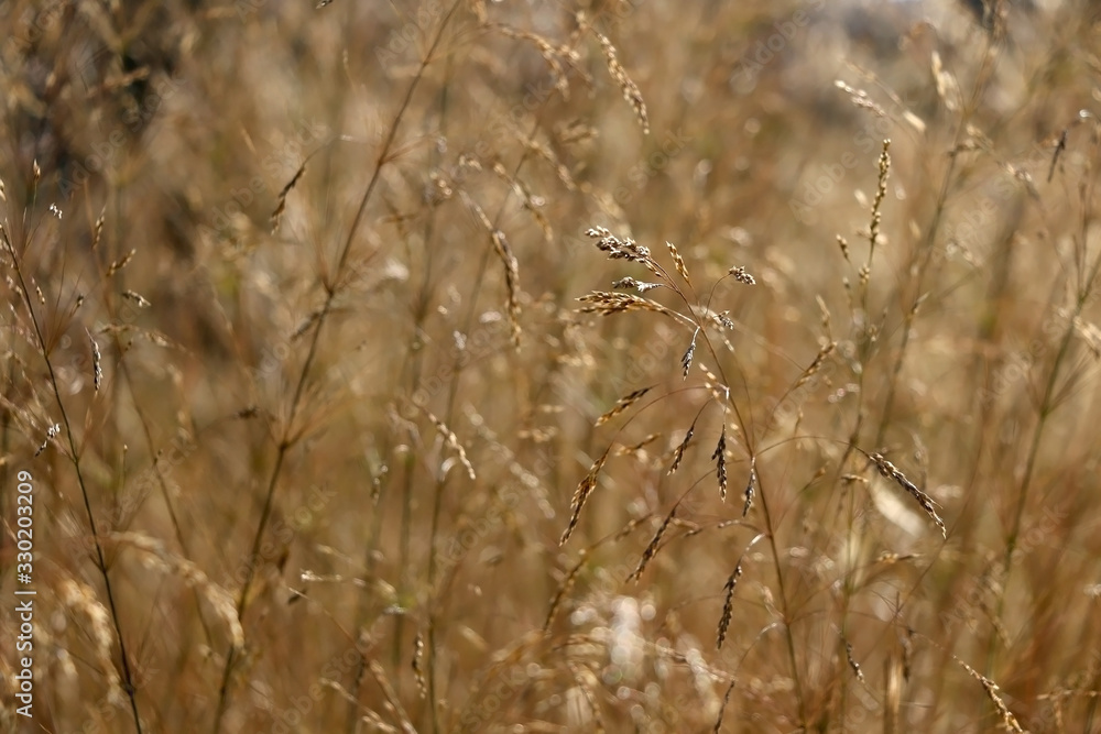 Fototapeta premium Wildflowers in a meadow, illuminated by warm sunset light. Selective focus.