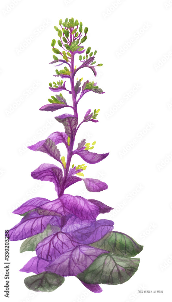 Purple wild cabbage Brassica