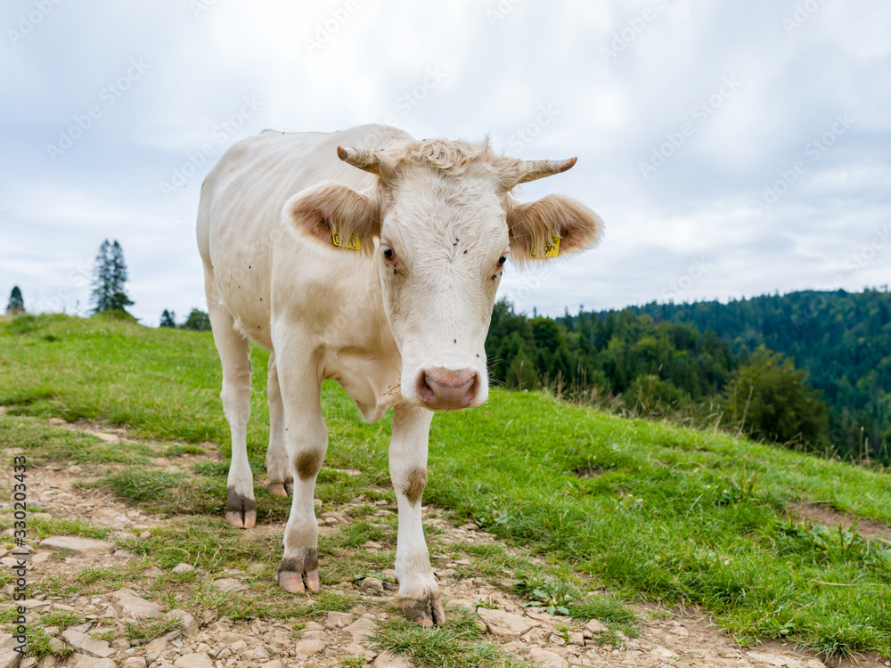 cow on a mountain meadow, Pieniny, Poland