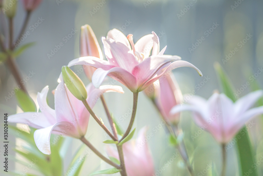 Fototapeta premium Lily group