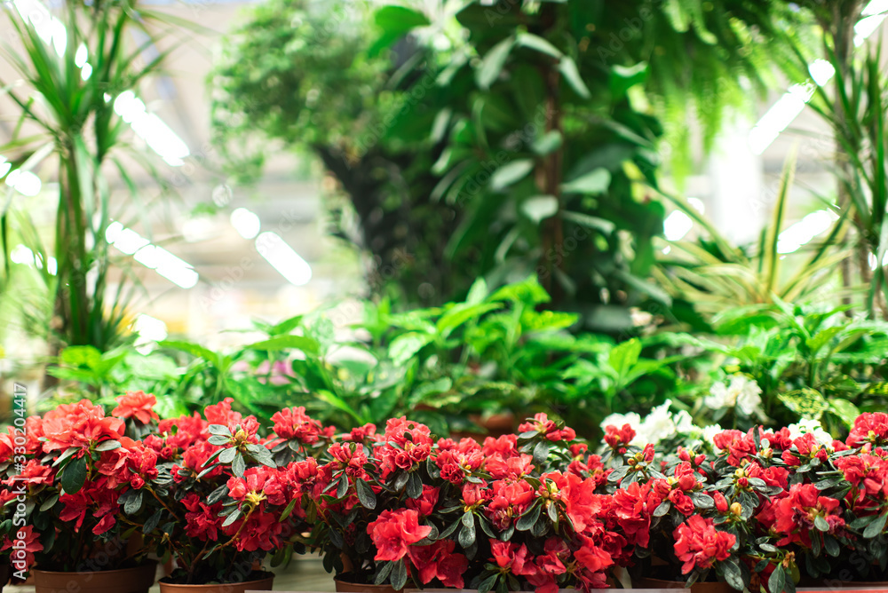 red flowers in pots. greenhouse with various kinds of indoor flowers and large green trees