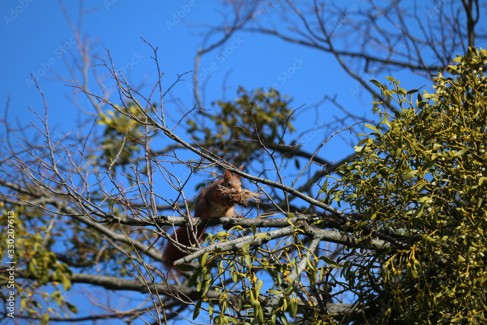 eichhörnchen eichhörnchen