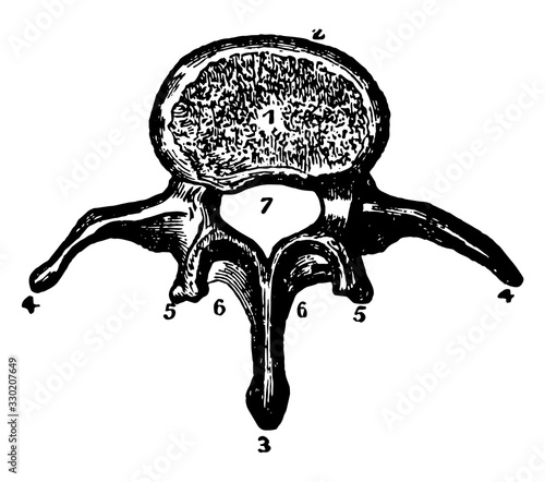 Lumbar Vertebra, vintage illustration.