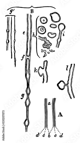 Nerve Tubules, vintage illustration.