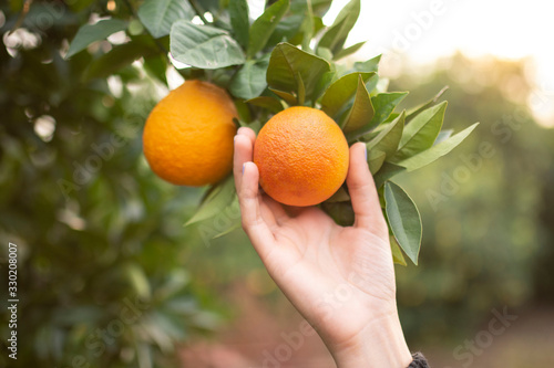 organic red oranges at sunset